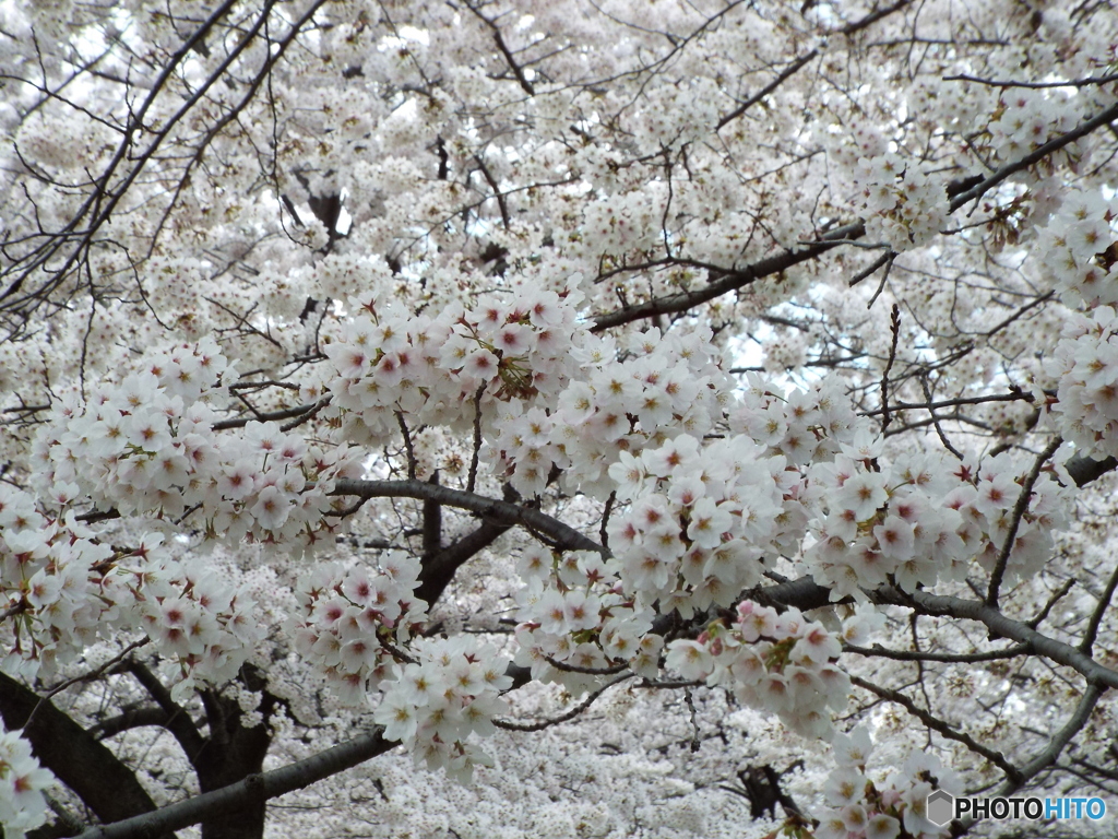 桜7