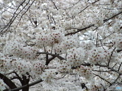 桜7