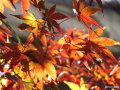 もみじ7