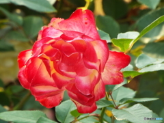 新宿御苑・秋薔薇16