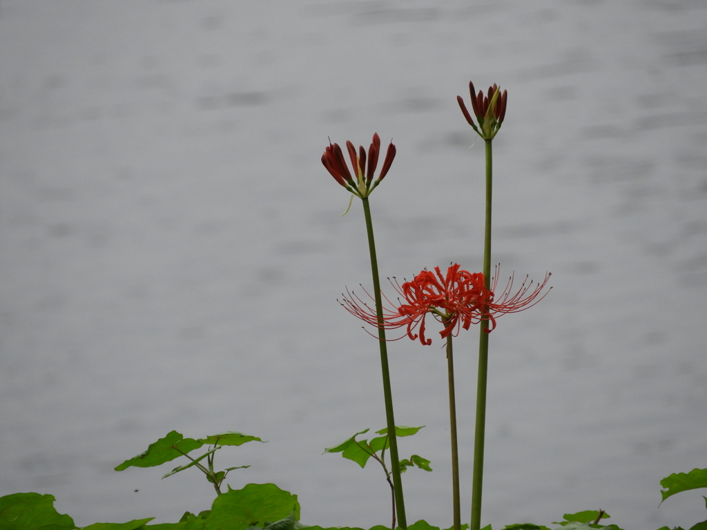曼珠沙華12