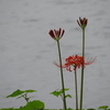 曼珠沙華12