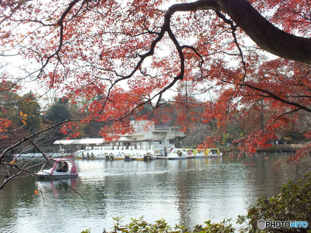 井の頭恩賜公園3