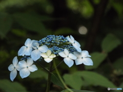 東京都薬用植物園・紫陽花10