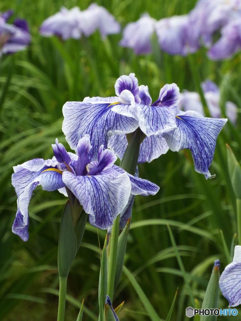 花菖蒲6