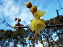 蝋梅8
