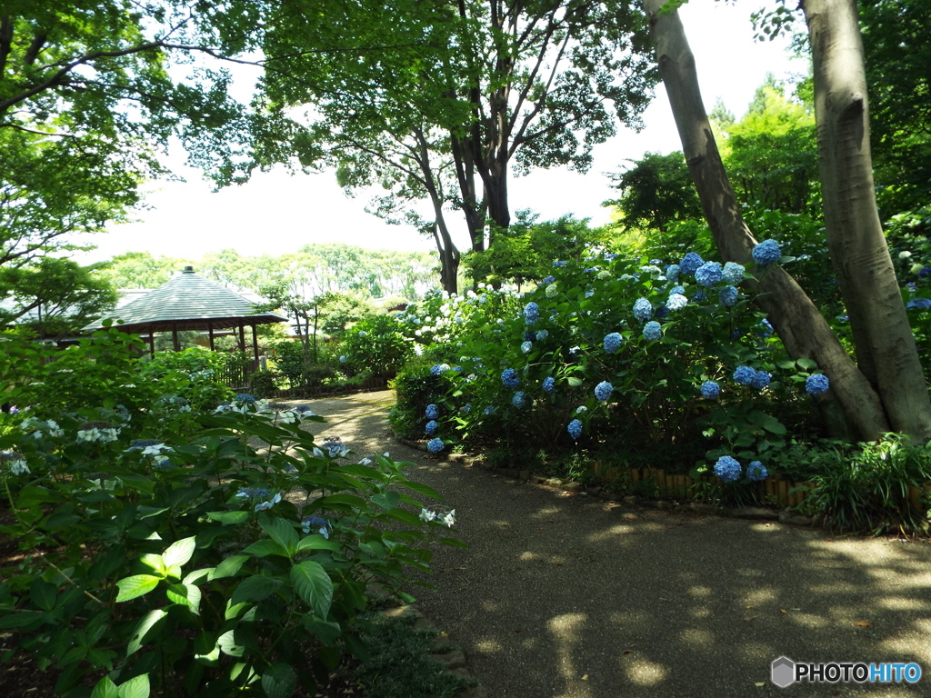 日本庭園3