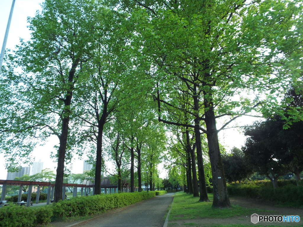 新緑の所沢航空記念公園15
