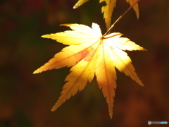 もみじ12