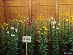 新宿御苑菊花壇展5