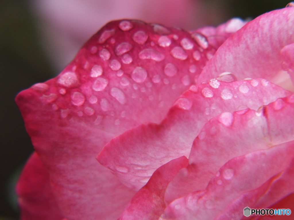 雫を纏った薔薇10