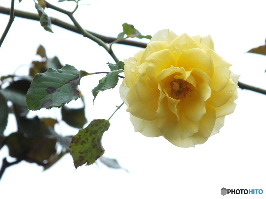 雫を纏った薔薇12