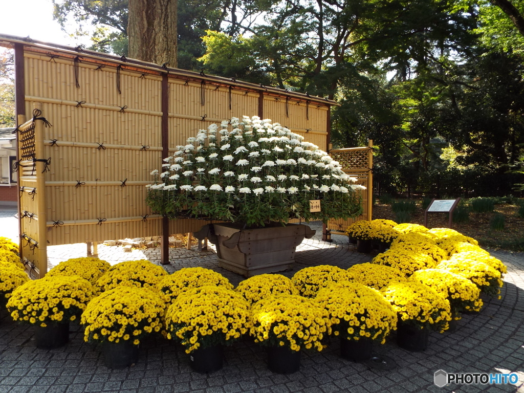 新宿御苑菊花壇展1