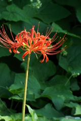 岸辺に咲く曼珠沙華17