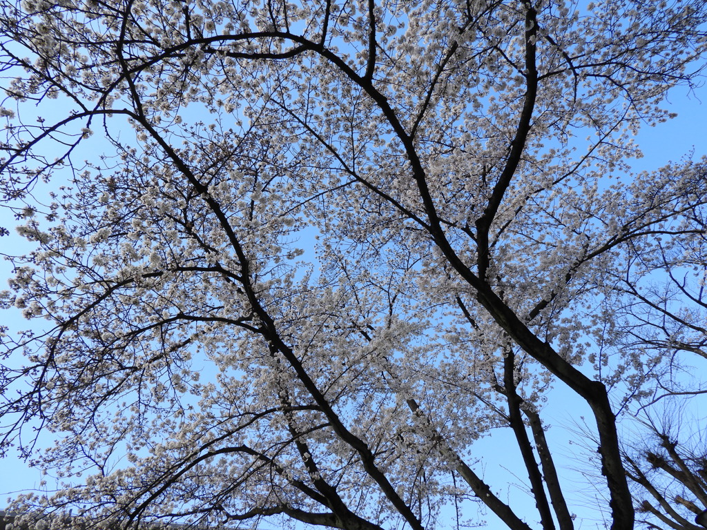 桜15