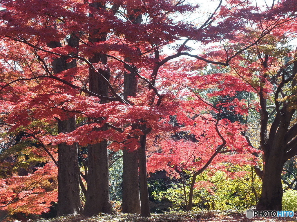 殿ヶ谷戸庭園・紅葉