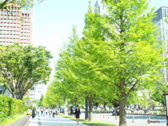 新緑