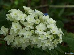 豊島園・紫陽花9