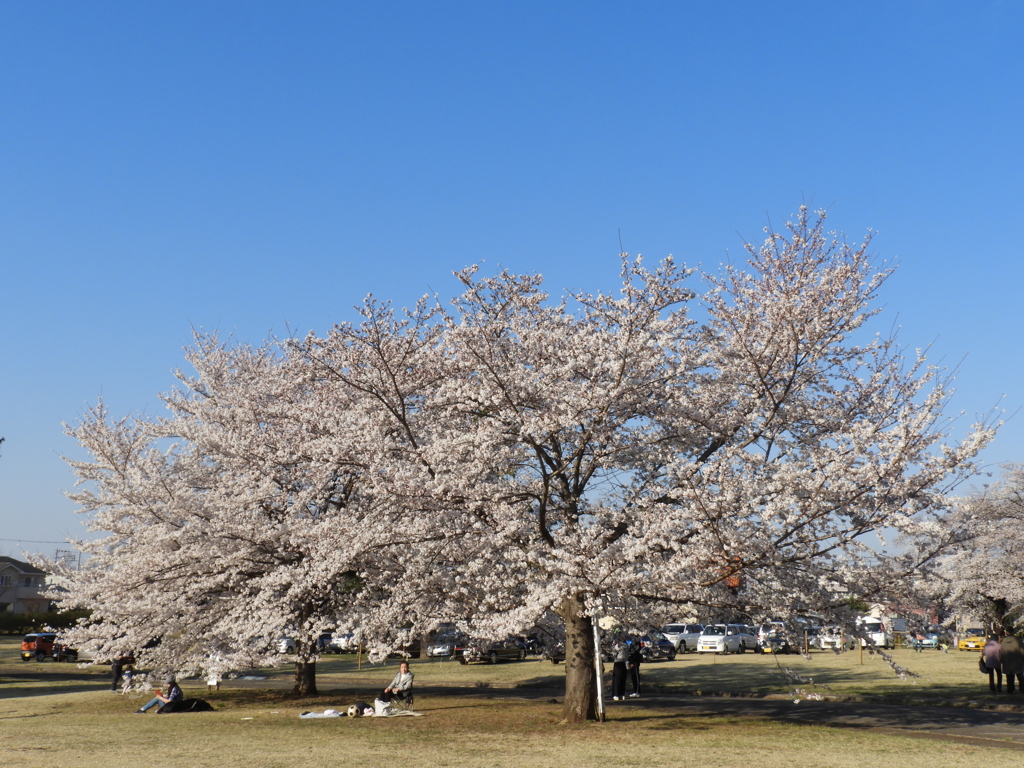 稲荷山公園・桜15