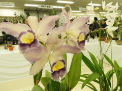 洋らん9