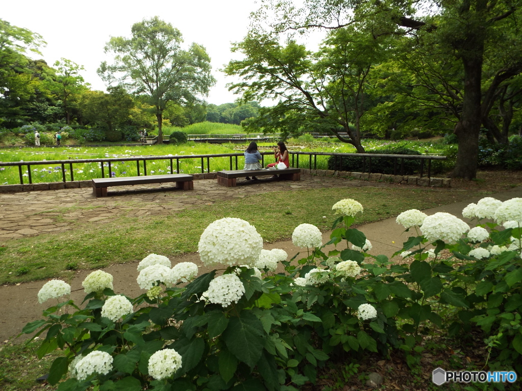 深緑の昭和記念公園10