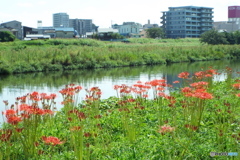 入間川沿いを散策3