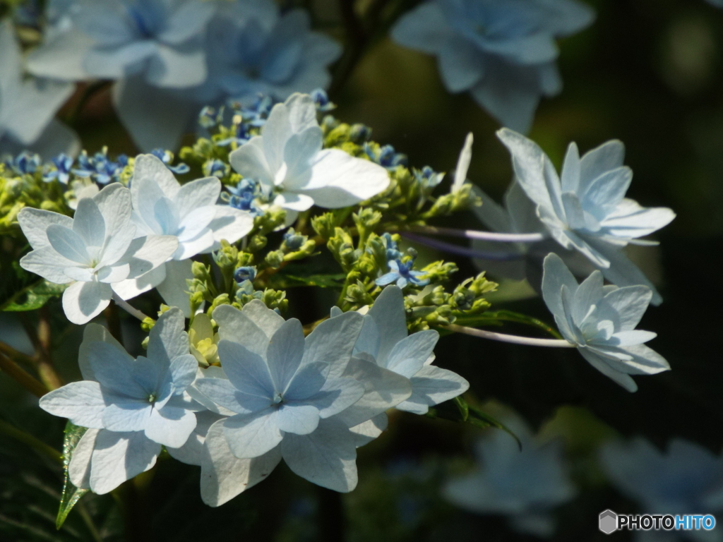 日本庭園の紫陽花6