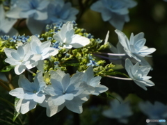 日本庭園の紫陽花6