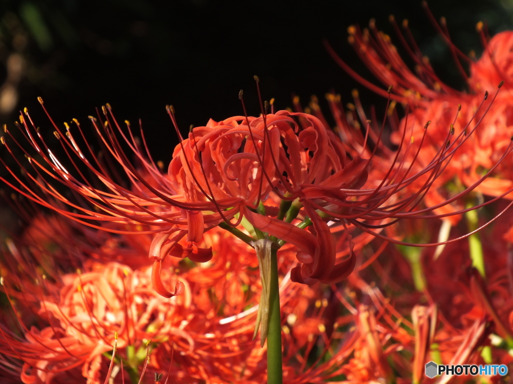 曼珠沙華15