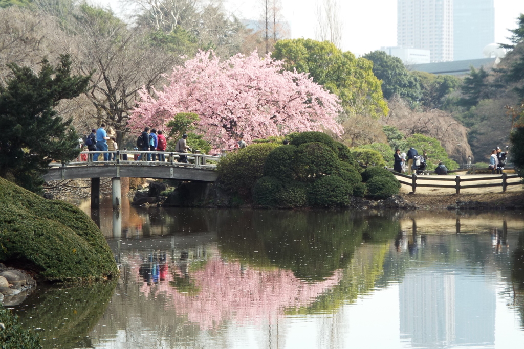 修善寺寒桜1