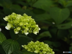 日本庭園の紫陽花10