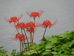 曼珠沙華17
