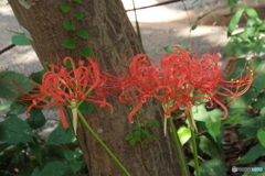 彼岸花9