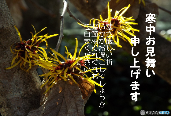 寒中お見舞い5
