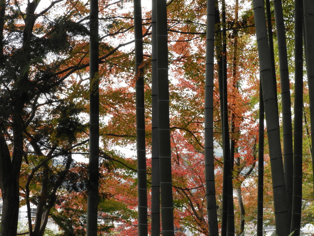 能仁寺の紅葉 18