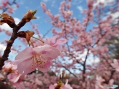 河津桜7