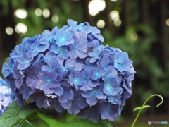 東京都薬用植物園・紫陽花14