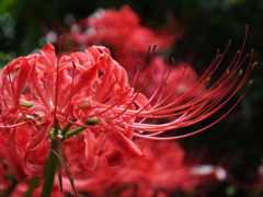 曼珠沙華10