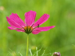 秋桜・ドワーフセンセーション2
