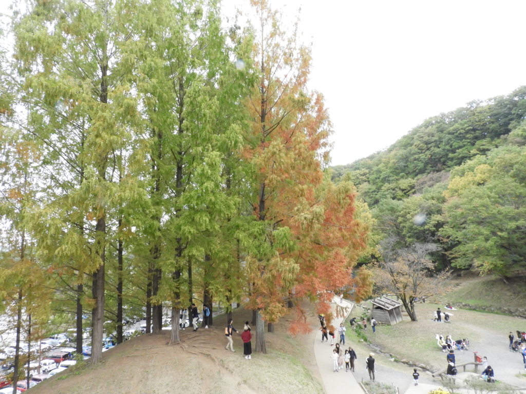 あけぼの子どもの森公園8