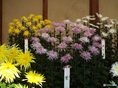 新宿御苑菊花壇展13