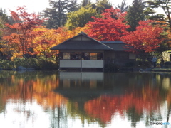 日本庭園5