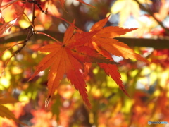 もみじ3