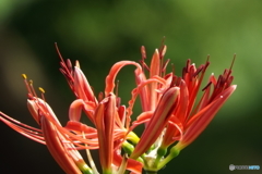 岸辺に咲く曼珠沙華20