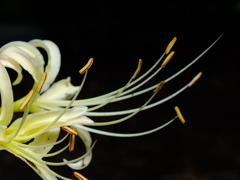 白彼岸花4