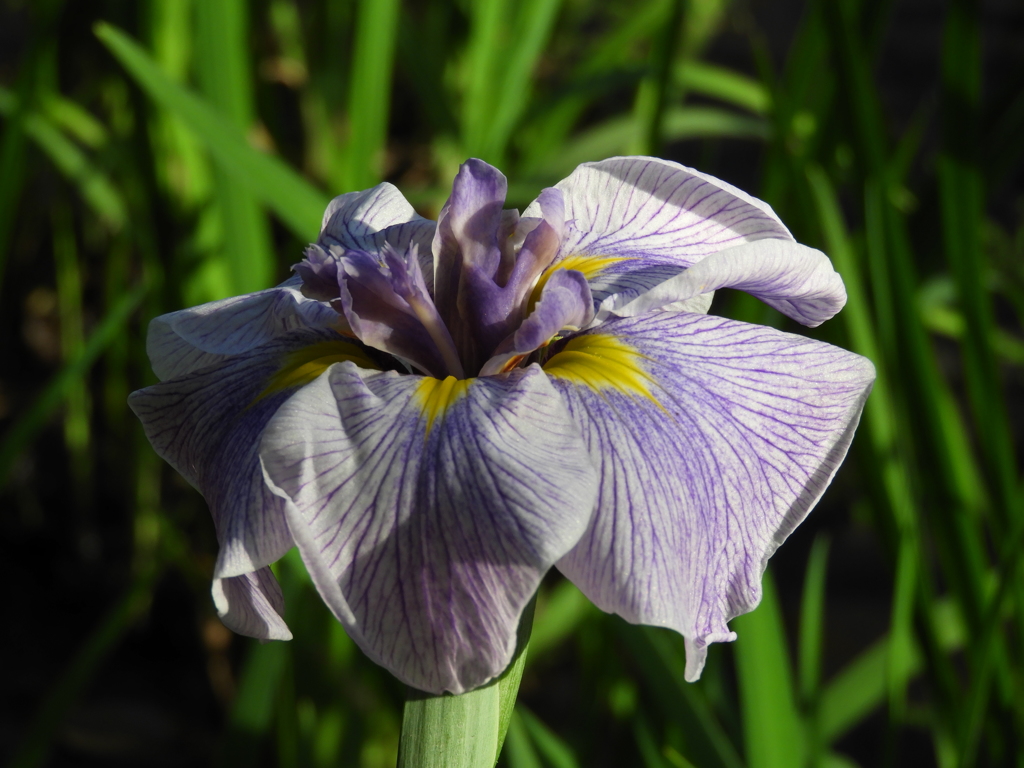 智光山公園・花菖蒲10