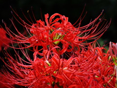 彼岸花5