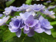 豊島園・額紫陽花5