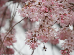 枝垂れ桜2