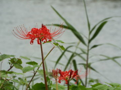 岸辺の曼珠沙華2